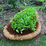 Coco Garden Edging - 3m x 200mm image 1