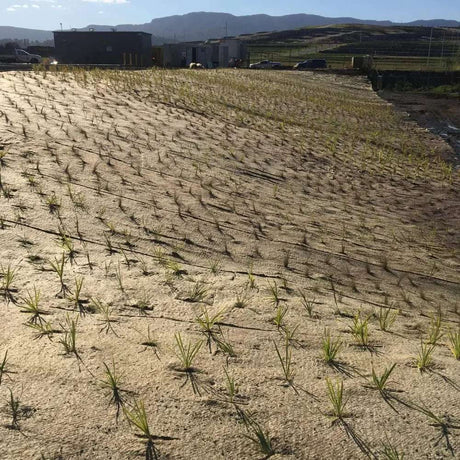 HEIGER jute matting installed on a sloped landscape with young plants growing through the mesh